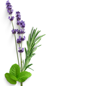 Daun Wangi Syila Parfum